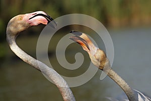 Detail of two greater flamingos Phoenicopterus roseus fighting or squabbling with open beaks