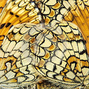 Detail of two ProvenÃ§al fritillary butterfly wings