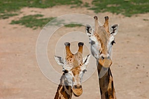 Detail of two Rothschildi Giraffe