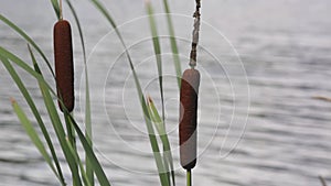 Detail of two rushes moving with the wind.