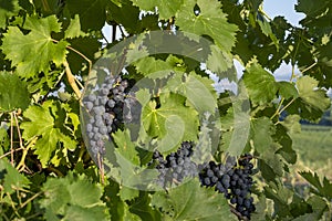 Detail of a typical European vineyard, Red Grapes on the Vine