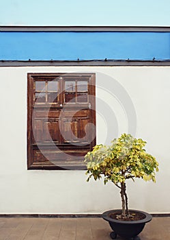 Detail of a typical facade of a small house with window and a plant in Garachico, Tenerife,