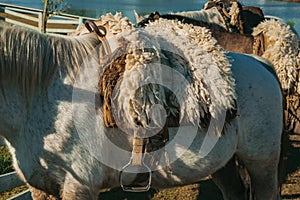 Detail of typical horse saddle and steel stirrup