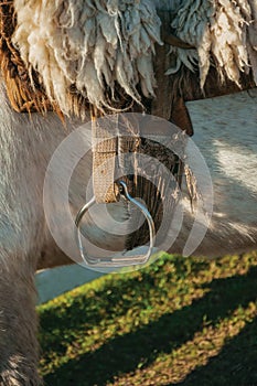 Detail of typical horse saddle and steel stirrup