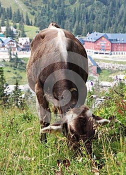 Detail on Tyrol grey cow on meadows in the Austrian Alps. beautiful gray individual with a white line on his back organizes the photo