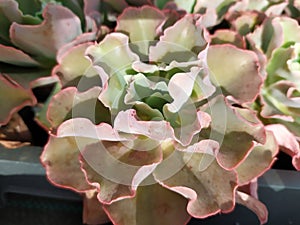 Detail of a Rosette cactus with pink and green colors. Detalle de un cactus Roseta con colores rosados y verdes photo