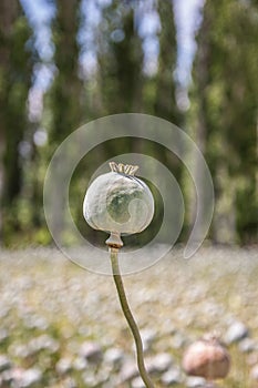 Detail of unripe Poppy-heads