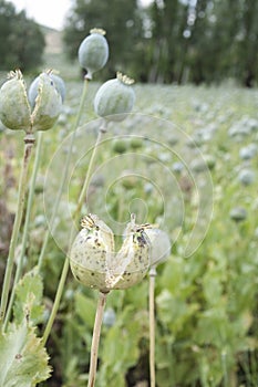 Detail of unripe Poppy-heads