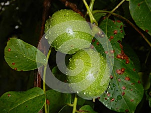 Detail of unripe wallnut on a tree