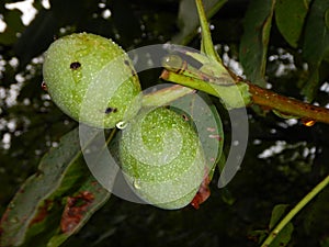 Detail of unripe wallnut on a tree