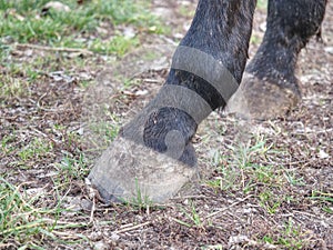 Detail of unshod horse hoof. Horse hoof without horseshoe