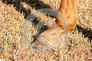 Detail of unshod horse hoof. Horse hoof without horseshoe close up