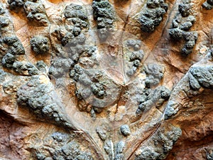 Puckered Grape Vine Leaf Affected by Rust Mites photo