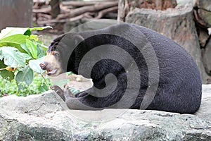 Detail of Ursus Malayanus