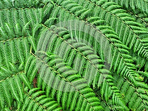 Detail van tropische varens; Detail from tropical ferns (Colombia)