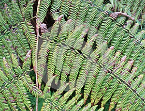 Detail van tropische varens; Detail from tropical ferns (Colombia)