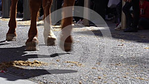 Detail of various horse hooves and legs walking slowly