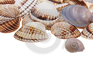 Detail of various seashells