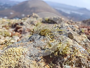 Detail of vegetation in the cone of a volcano in the ascent to the volcano MontaÃÂ±a Blanca on the island of Lanzarote, Canary photo