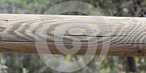 Detail of the veins of a wooden trunk photo