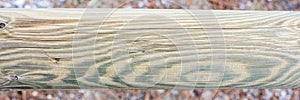 Detail of the veins of a wooden trunk photo