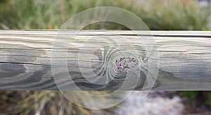 Detail of the veins of a wooden trunk photo