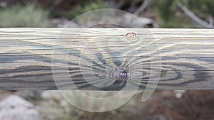 Detail of the veins of a wooden trunk photo