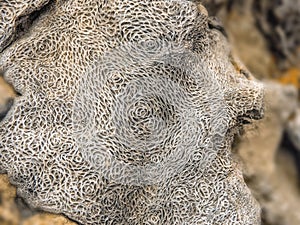 Detail of a very old piece of tree trunk whose fiber network has petrified on La Palma