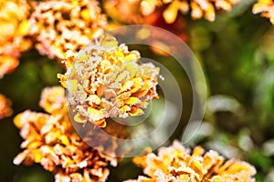 Detail of vibrant flower bloom full of frost