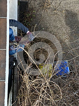 Detail view from above - young woman cutting wisteria plant