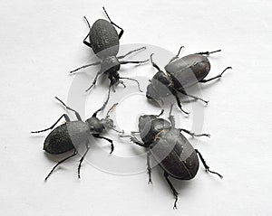 Black beetles and white background