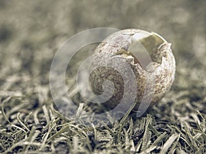 Detail view into broken wild egg in grass. Small brown blue green shell