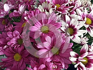Detail view of a bunch of purple chrysanthemum flowers with white side on petals. Floral pattern backgrounds.
