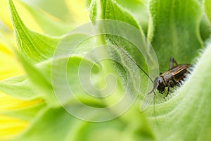 Detail view of a cicada