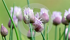 Fresh chive plant