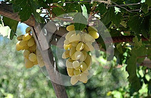 Fresh fruit grapes