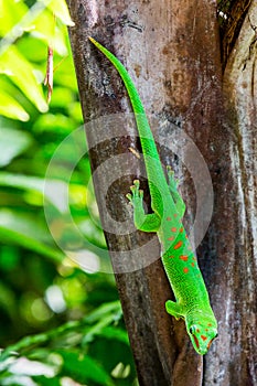 Detail view of a green lizard in a zoo