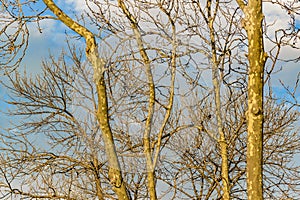 Leaveless Branches and Blue Sky