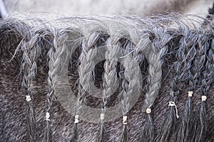 Detail view of the mane of a horse in gray color