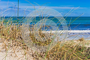 Detail view of marram grass sand dunes at sea beach landscape
