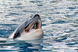 Detail view from a Orca with open mouth