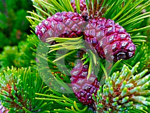 Detail view on pine tree cone