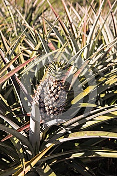 A detail view of the pineapple