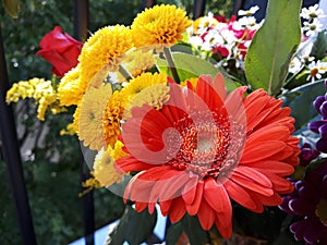 Detail view of a red Gerbera Jamesonii.