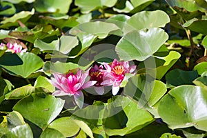 Detail view of three pink water lilies