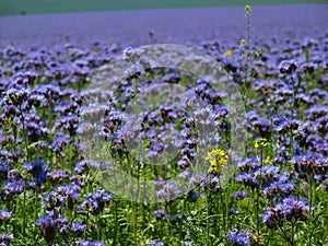 Detail view to blue Purple Tansy field in countryside in hot summer day. Green blue purple flowers in blossom