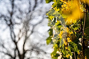 Detail view of vineyard with ripe grapes.