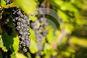 Detail view of vineyard with ripe grapes.