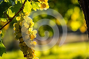 Detail view of vineyard with ripe grapes.