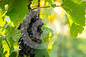 Detail view of vineyard with ripe grapes.